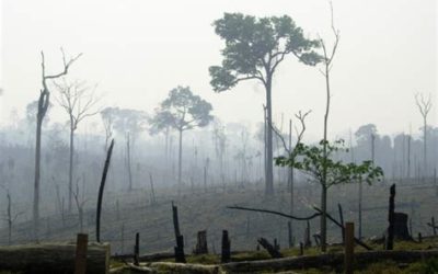 Réchauffement Climatique et Déforestation : les innovations écologiques pour y faire face