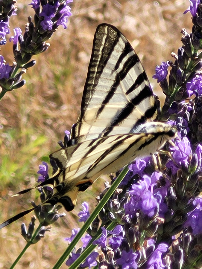 Comment Attirer Les Papillons Dans Votre Jardin Cooperation Planet comment-attirer-les-papillons-dans-votre-jardin-cooperation-planet