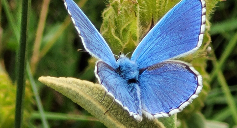 Groupe biodiversité, Cooperation Planet.